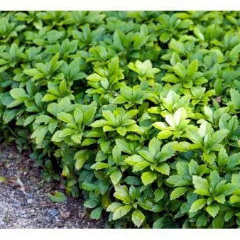 Japán spurge