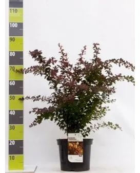 Crespino rosso per siepe