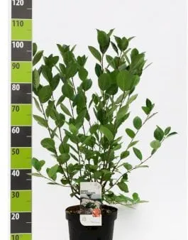Aronia a frutti grandi