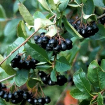 Aronia a frutti grandi