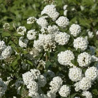 Spirea a mazzetti