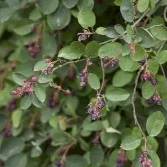Amelanchier a spiga