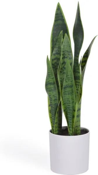 Sansevieria, τεχνητό φυτό, λευκό, H55x18x19 cm