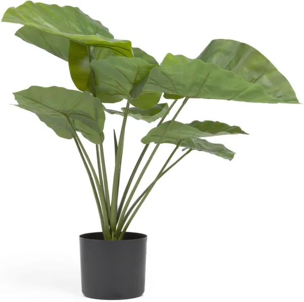 Alocasia, τεχνητό φυτό, μαύρο, H57x63x63 cm